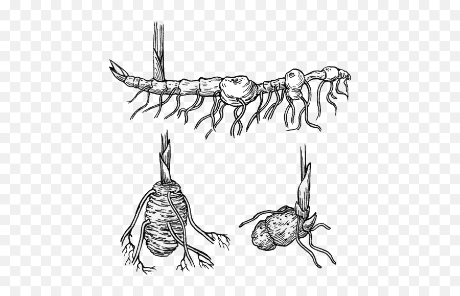 Noah Travis Phillips Scoby For Rpg Reh Co Rhizome - Methods Of Propagating Rhizomes Emoji,Rimshot Emoji