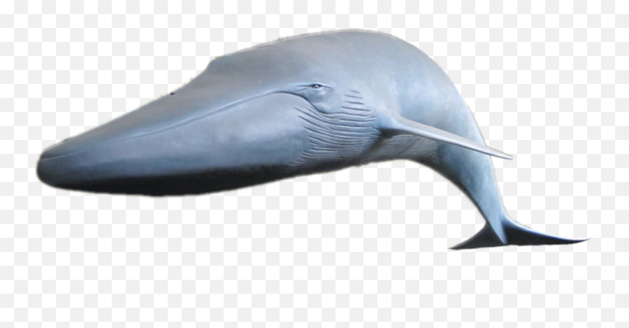 Whale Blue Bluewhale Sea Fish Shark - Common Bottlenose Dolphin Emoji,Blue Whale Emoji