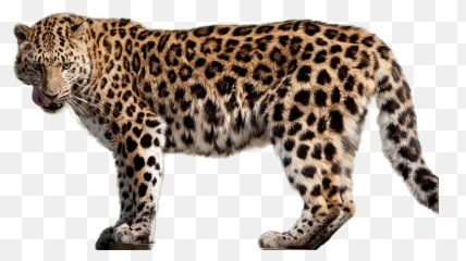 Leopard Png Images Free Download - Amur Leopard Png Emoji,Leopard Emoji