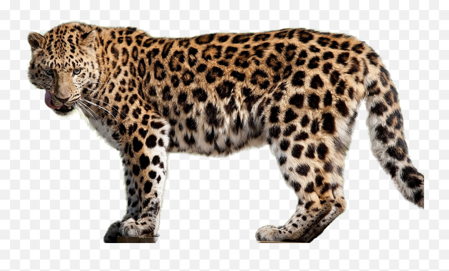 Leopard Png Images Free Download - Amur Leopard Png Emoji,Leopard Emoji