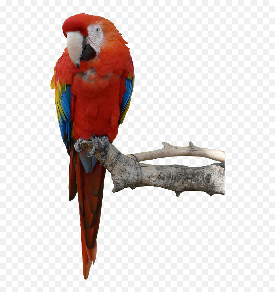 Download Parrot Png Hd Hq Png Image - Parrot Png Full Hd Emoji,Parrot Emoji
