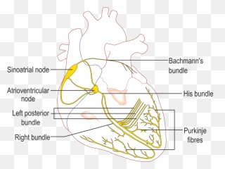 Wikimedia Commons - Conduction System Of The Heart Emoji