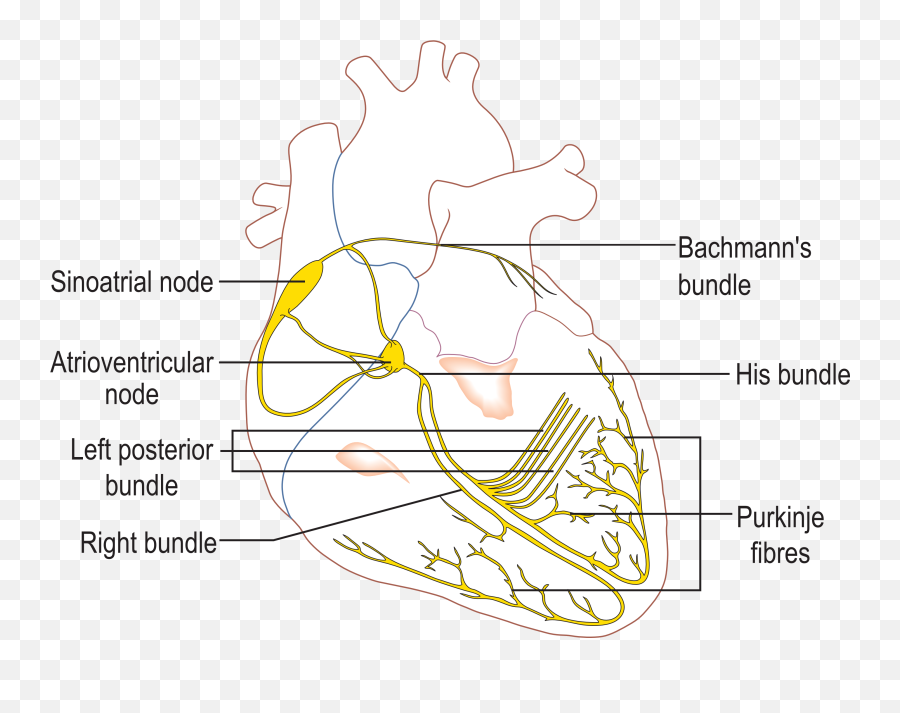 Wikimedia Commons - Conduction System Of The Heart Emoji,Animated Beating Heart Emoji