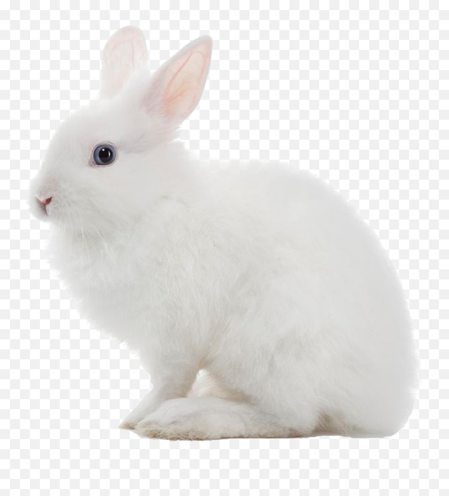 Transparent Background White Rabbit Clipart - Transparent White Rabbit Png Emoji,White Rabbit Emoji