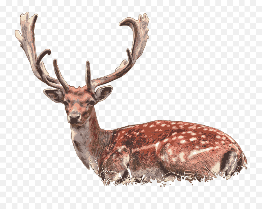 Deer Stag Lying - Damherten Plantage Willem Iii Emoji,Lying Down Emoji