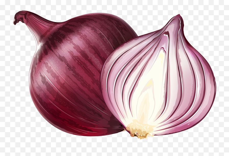 Onion Clipart Half Onion Onion Half - Onion Clipart Emoji,Onion Ring Emoji