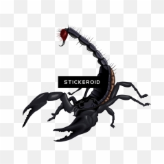 Scorpion Insects Scorpions - Scorpion Clipart Transparent Background Emoji,Scorpion Emoji
