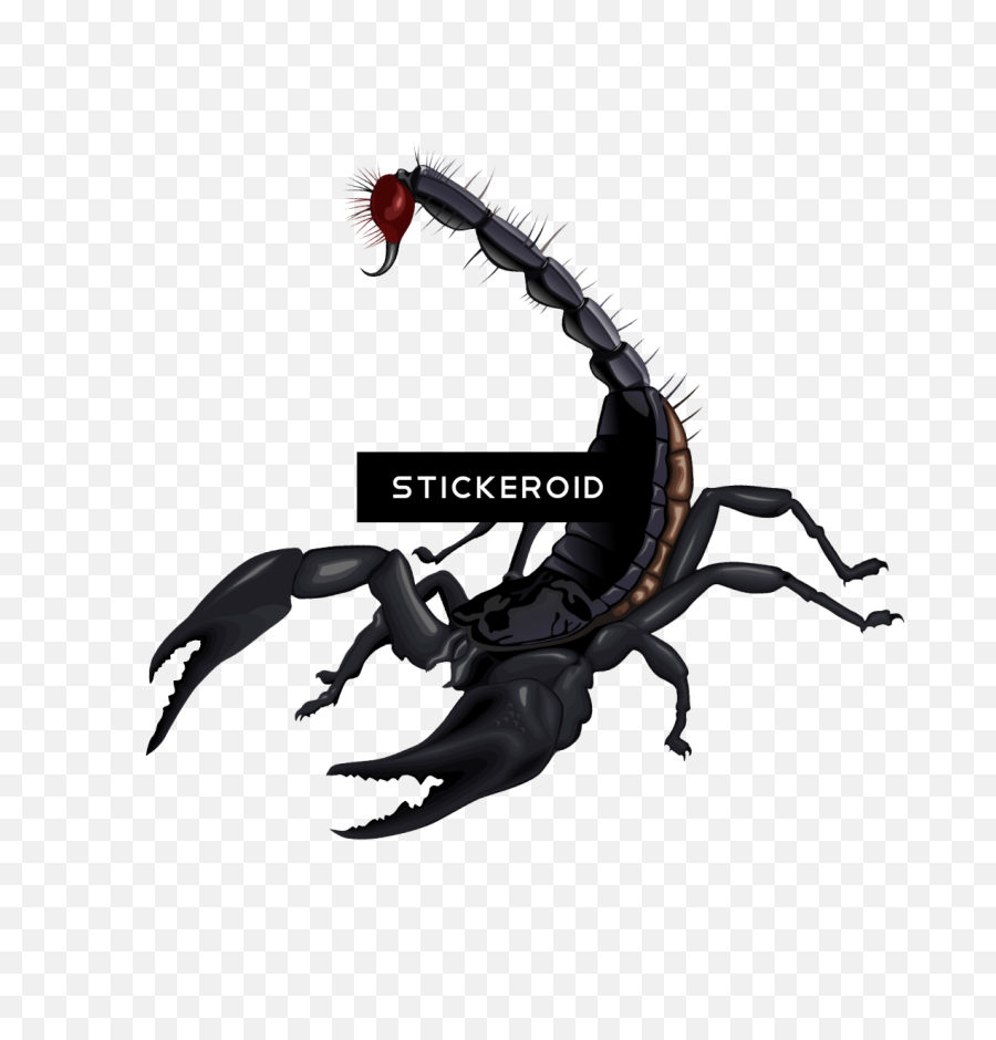 Scorpion Insects Scorpions - Scorpion Clipart Transparent Background Emoji,Scorpion Emoji