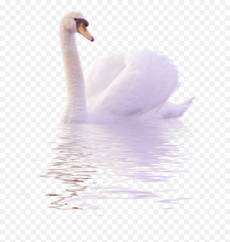 Edit - Mute Swan Emoji,Swan Emoji