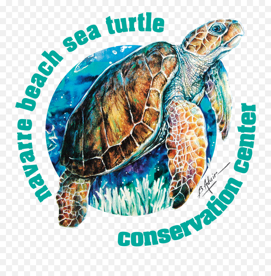 Navarre Beach Sea Turtle Conservation - Navarre Beach Sea Turtle Conservation Center Emoji,Turtle Emoticons