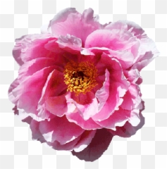 Tag For Flowers Gif On Tumblr New World Community - Transparent Background Blooming Animated Emoji