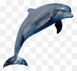 Dolphin - Sequence Of Animals Emoji,Dolphin Emoji