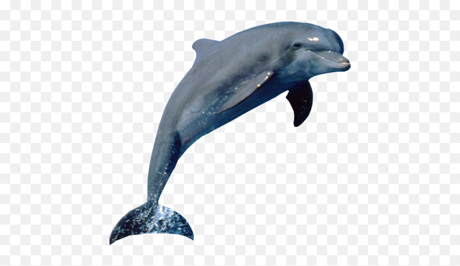 Dolphin - Sequence Of Animals Emoji,Dolphin Emoji