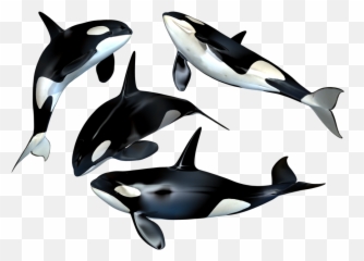 Free Killer Whale Transparent Download - Whales Png Emoji,Orca Emoji
