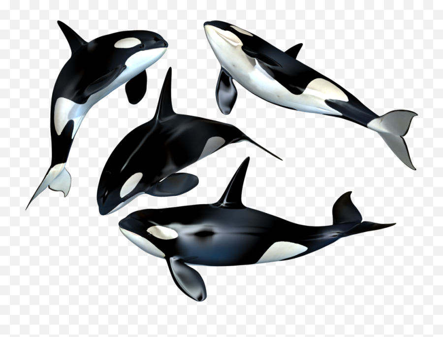 Free Killer Whale Transparent Download - Whales Png Emoji,Orca Emoji