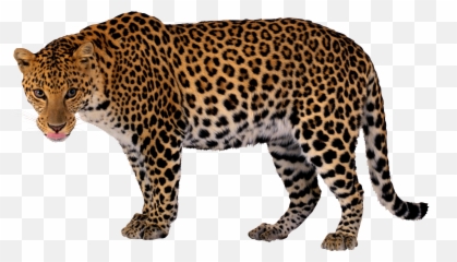 Jaguar Clipart Amur Leopard Jaguar - Leopard Transparent Background Emoji,Leopard Emoji