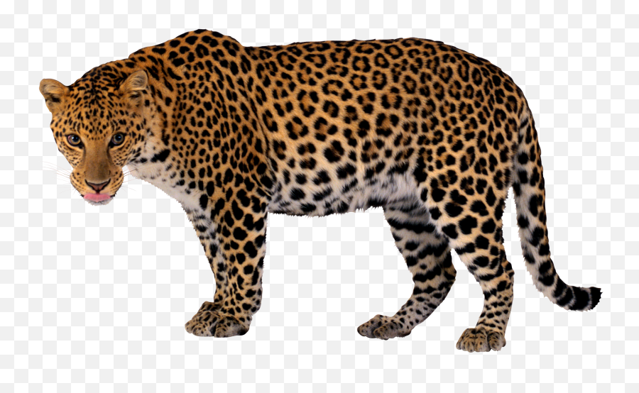 Jaguar Clipart Amur Leopard Jaguar - Leopard Transparent Background Emoji,Leopard Emoji