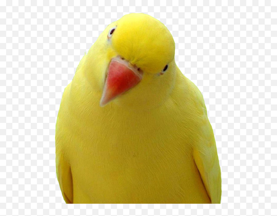 Long Parrot Tail - Yellow Parrot Orange Beak Emoji,Parrot Emoji