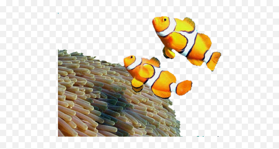 Fish Meno Payaso Pez - Cartoon Clown Fish Emoji,Clown Fish Emoji