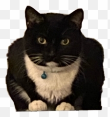 cat kai kibby kitty Sticker Audrey Miller - Black Cat Emoji
