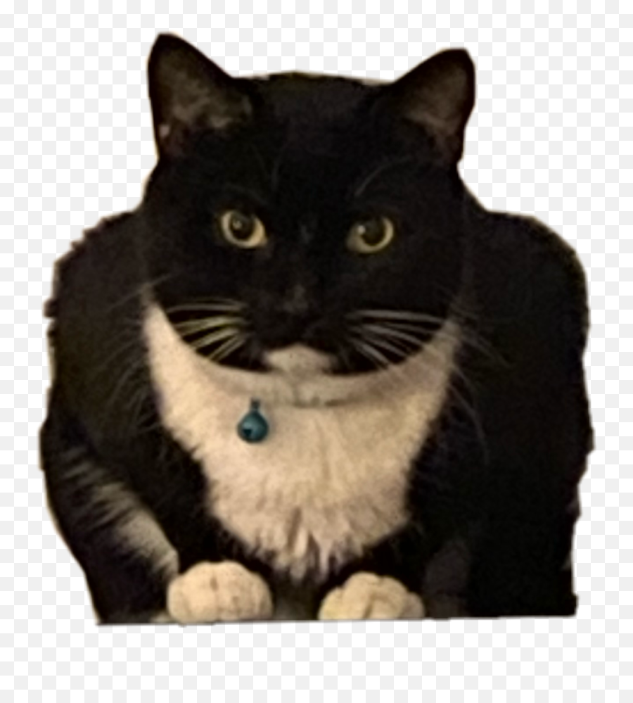 Cat Kai Kibby Kitty Sticker By Audrey Miller - Black Cat Emoji,Mischief Emoji