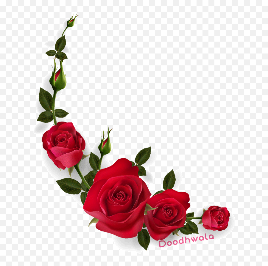 Red Rose Love Sticker For Ios Android Giphy Animated - Transparent Red Rose Gif Emoji,Red Rose Emoji