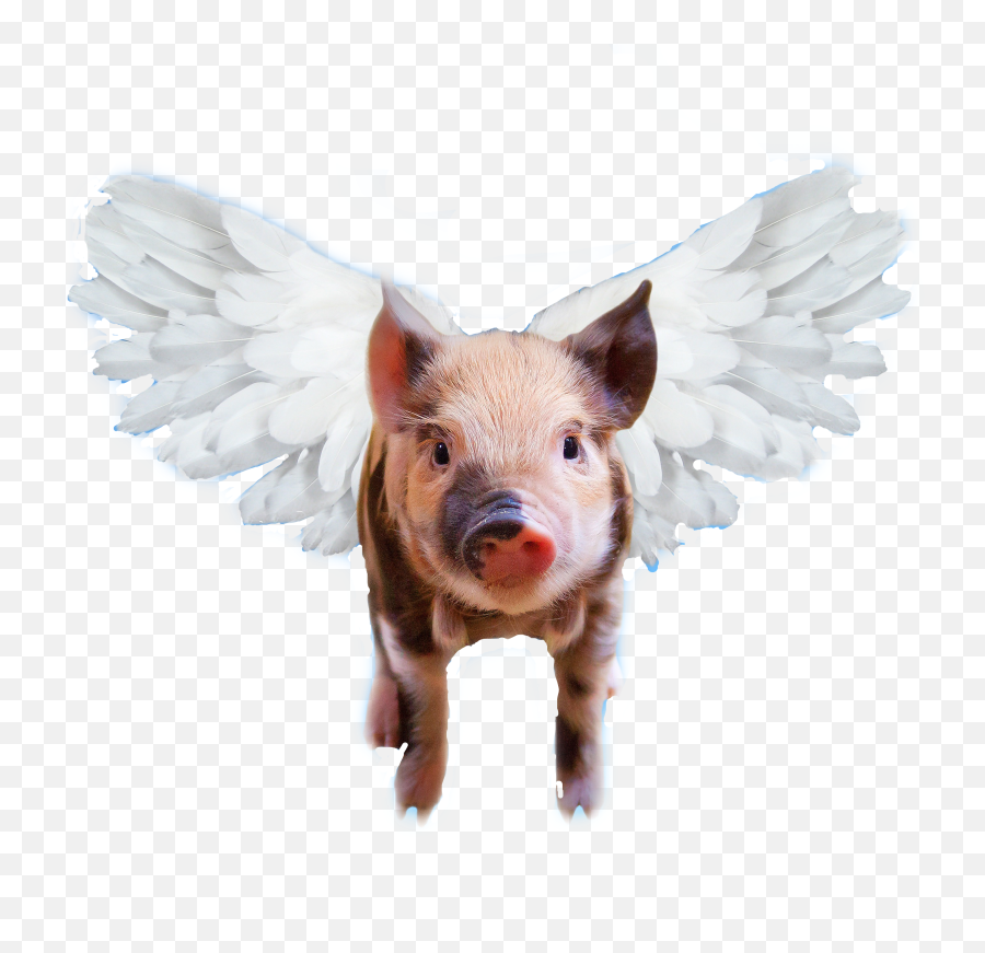 Trending - Funny Wings Emoji,Flying Pig Emoji