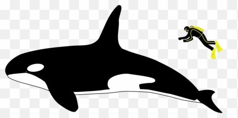 Orca Small Transparent Png Clipart - Killer Whale Size Vs Human Emoji,Orca Emoji