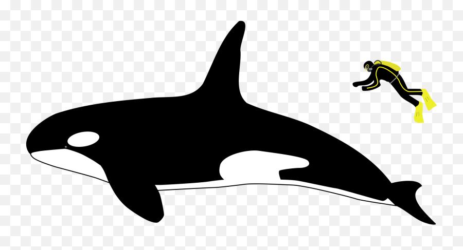 Orca Small Transparent Png Clipart - Killer Whale Size Vs Human Emoji,Orca Emoji