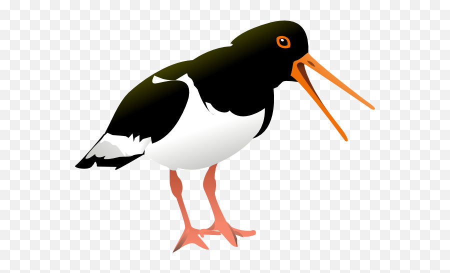 Beak Of Birds Clipart - Oystercatcher Clipart Emoji,Flying Bird Emoji