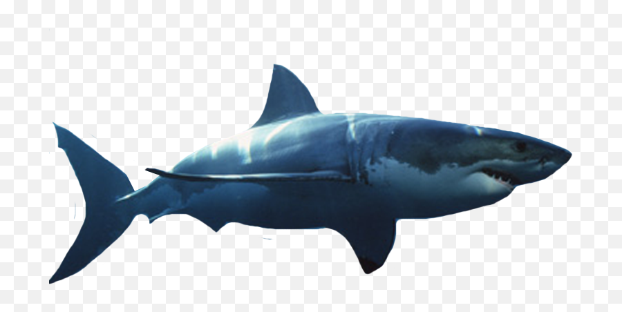 Great White Shark - Great White Shark Transparent Background Emoji,Shark Emoji