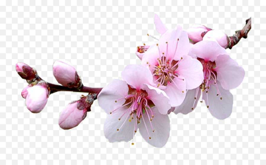 Sakura Pink Flowers Png Transparent Image - Portable Network Graphics Emoji,Sakura Flower Emoji