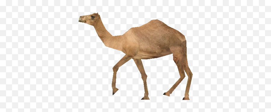 Committedu003du003du003d Update Camel Units - Page 2 Completed Art Camel Walking Png Gif Emoji,Humping Emoji