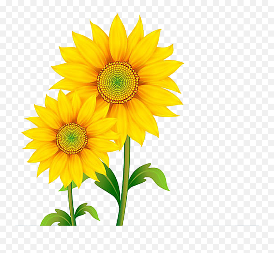 Daisies Clipart Sunflower Daisies Sunflower Transparent - Cartoon Sun Flower Png Emoji,Sunflower Emoji Png