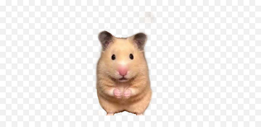 The Most Edited Hamste Picsart - Golden Hamster Emoji,Hamster Emoji