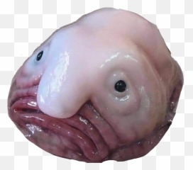 Blobfish Sticker By Illianabalaskas - Fil Kulakl Ahtapot Ailesi Emoji,Blobfish Emoji