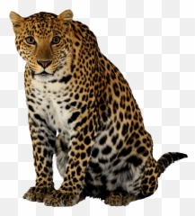 Leopard Transparent - Leopard Transparent Background Emoji,Leopard Emoji