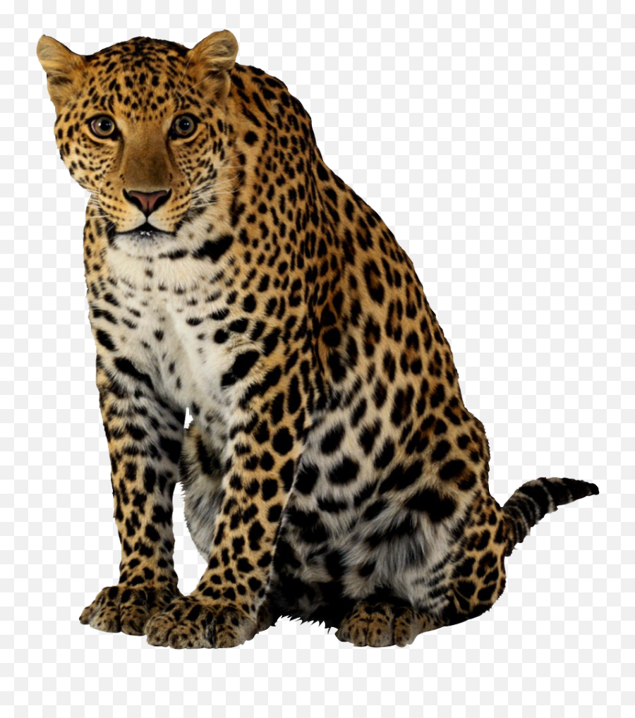 Leopard Transparent - Leopard Transparent Background Emoji,Leopard Emoji