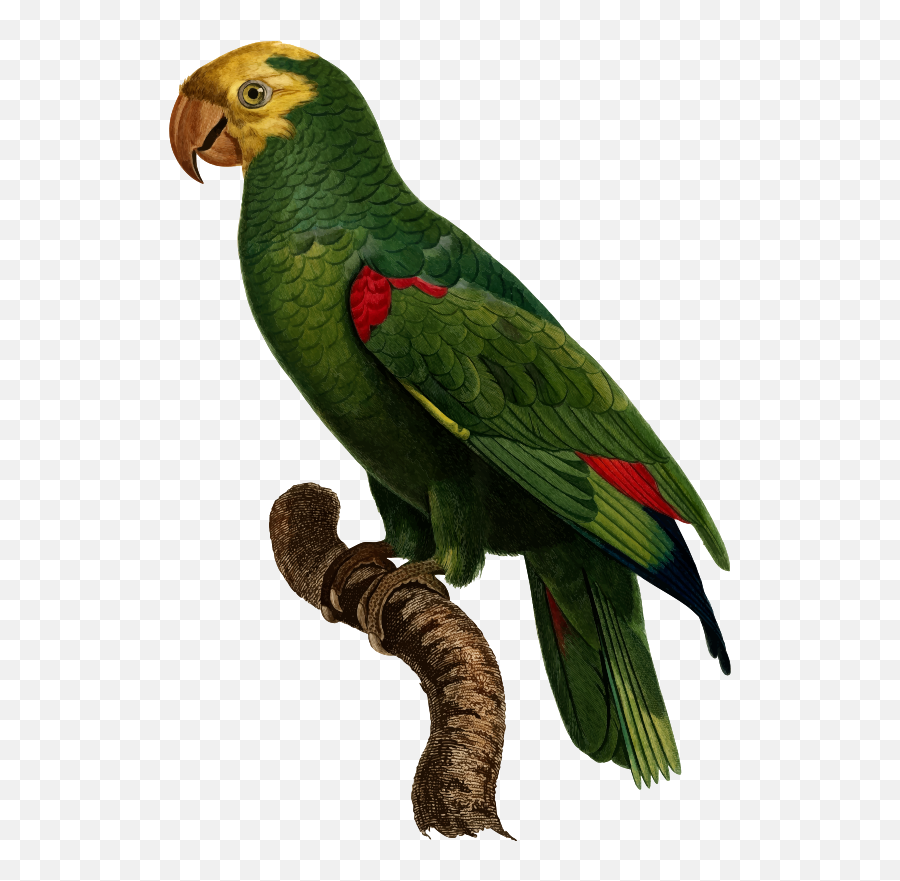 Parrot Clipart Perico Parrot Perico Transparent Free For - Parrot Emoji,Parrot Emoji