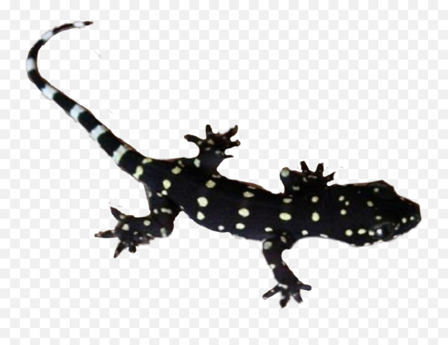 Lizard - Turkish Gecko Emoji,Salamander Emoji