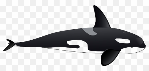 Killer Whale Png Images Free Download - Transparent Killer Whale Clipart Emoji,Orca Emoji