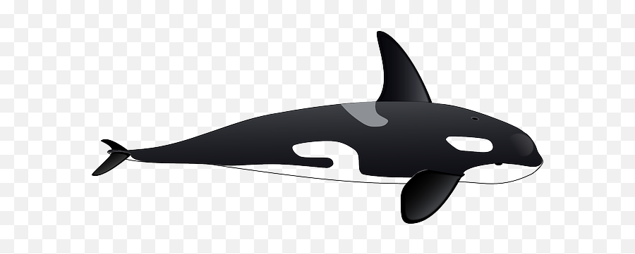 Killer Whale Png Images Free Download - Transparent Killer Whale Clipart Emoji,Orca Emoji