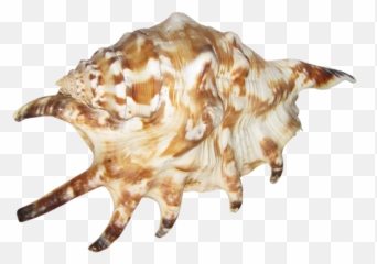 Seashell Png - Portable Network Graphics Emoji,Conch Shell Emoji