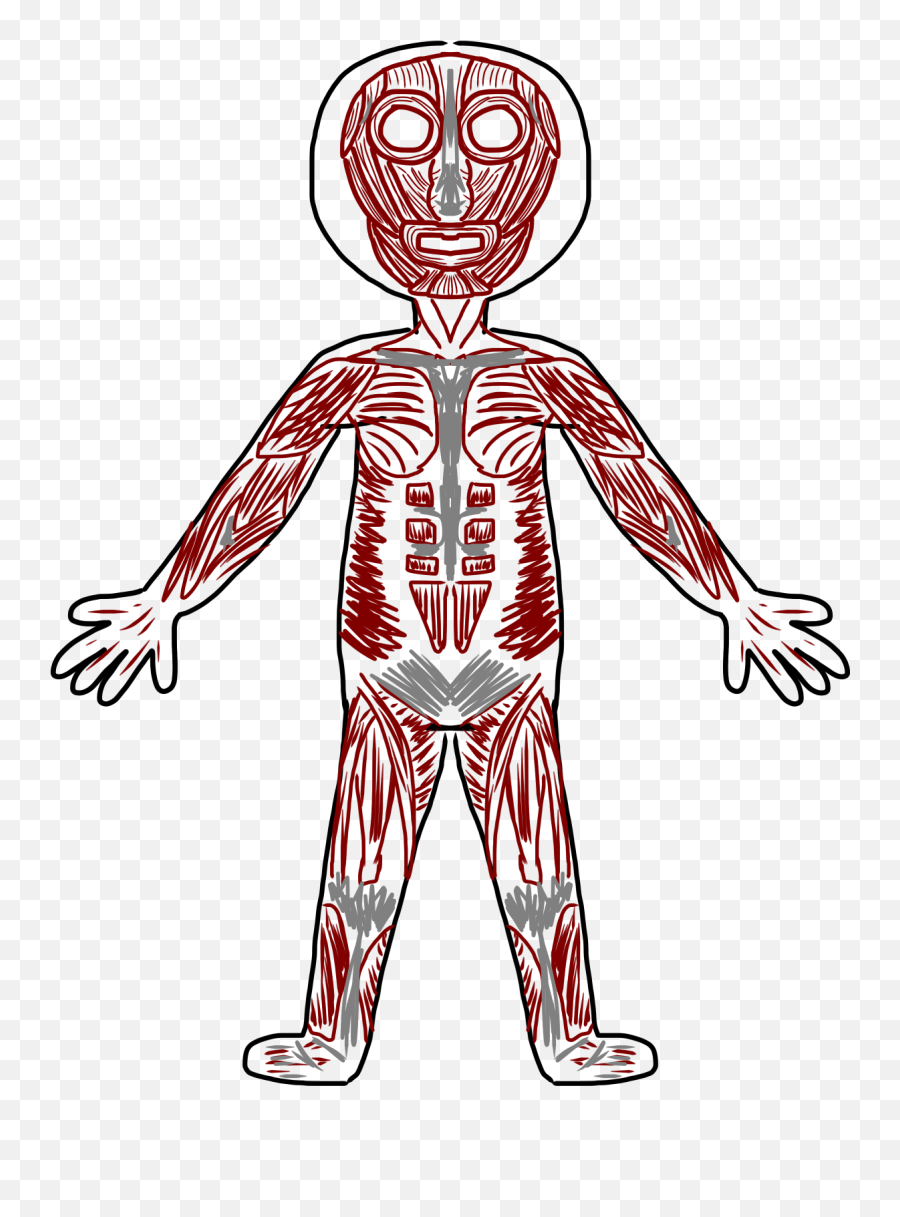 Download Skeletal Muscle Clip Art - Body Muscles Clipart Easy Muscular System Cartoon Emoji,Muscle Man Emoji