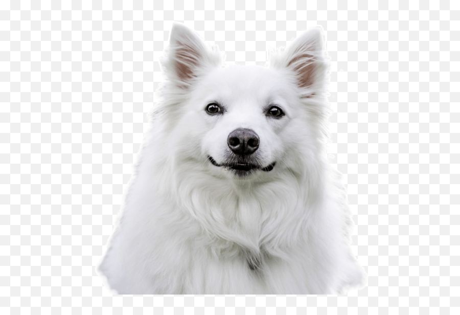 American Eskimo Dog Puppies For Sale - Adoptapetcom American Eskimo Dog Transparent Emoji,Puppy Dog Eyes Emoji