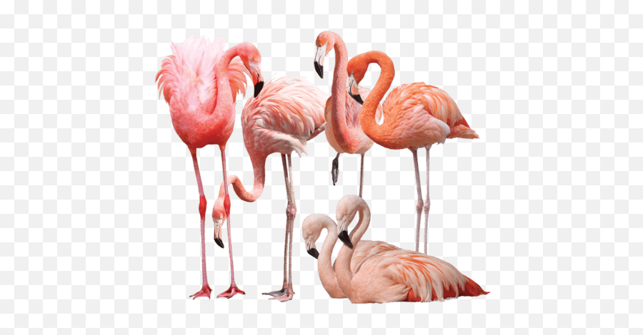 Welcome To Henry Vilas Zoo Madison Wisconsin - Flamant Rose De Face Emoji,Pink Flamingo Emoji