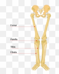 Human Leg Bones Labeled - Structure Of Human Skeleton Emoji,Bone Emoji