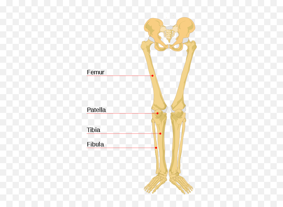 Human Leg Bones Labeled - Structure Of Human Skeleton Emoji,Bone Emoji