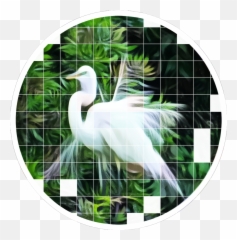 Bird Birb White Nature Circle Filter - Great Egret Emoji,Birb Emoji