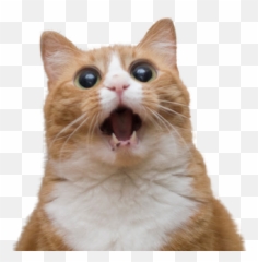 Funny Emoji Transparent Png Clipart - Cat